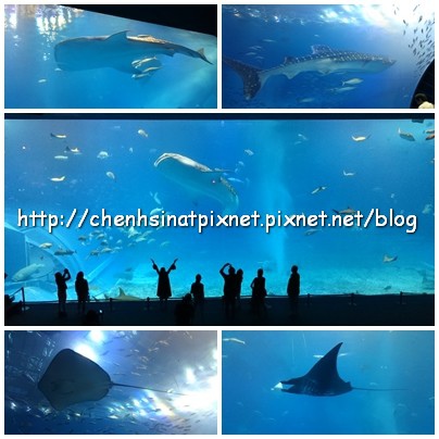 美麗海水族館01.jpg