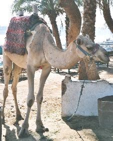 Dromedary.jpg