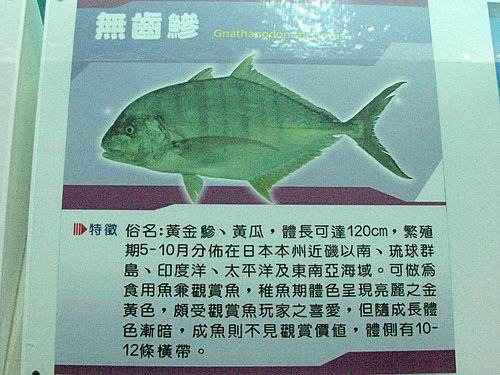 08 09 07 台東成功 國立台東海洋生物展覽館 台東海生館 之十 儷文的愛藏 屋 痞客邦 08 09 07 台東成功 國立台東海洋生物展覽館 台東海生館 之十 儷文的愛藏 屋 痞客邦