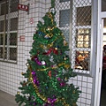 校長室前的聖誕樹