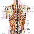 驅幹後穴位體表深層解剖.JPG