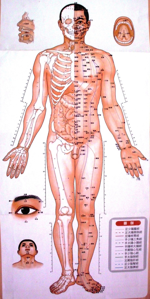 標準經穴正面圖1.jpg