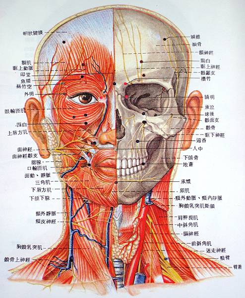 頭頸部正面穴位深層解剖.JPG