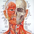 頭頸部正面穴位深層解剖.JPG