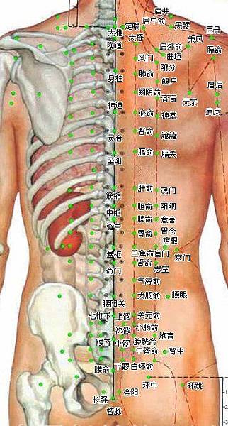督脈 膀胱經圖.jpg
