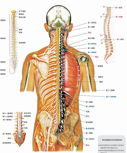脊柱圖解－03－1脊柱相關疾病的脊神經關係模式圖-crop.jpg