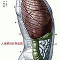 人體解剖圖－身體主幹－右側圖.jpg