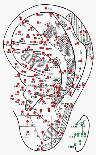 實 用 耳 穴 圖.jpg