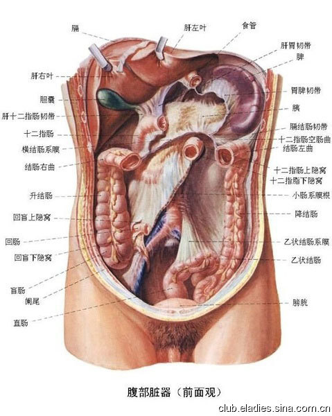 29 腹部臟器 前視圖.jpg