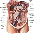 29 腹部臟器 前視圖.jpg