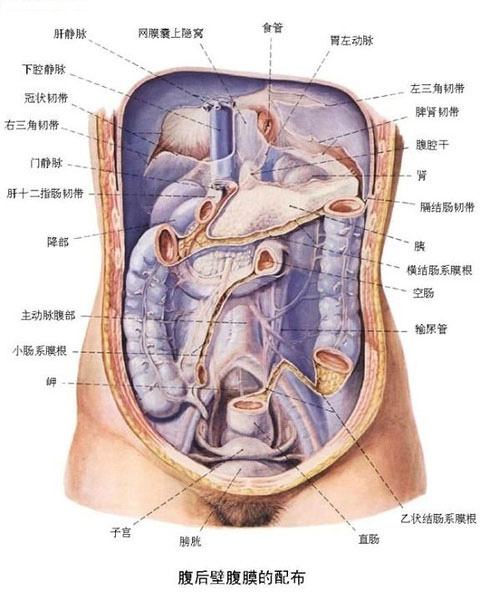 28 腹後腹壁膜器官配置圖.jpg