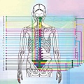 u8仙骨骨架與椎體之間的連結