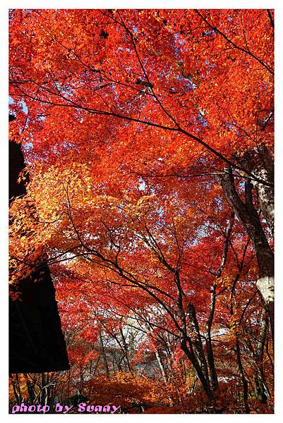 常寂光寺30.jpg