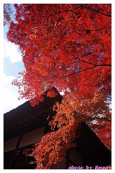 常寂光寺31.jpg