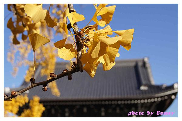 西本願寺19.jpg