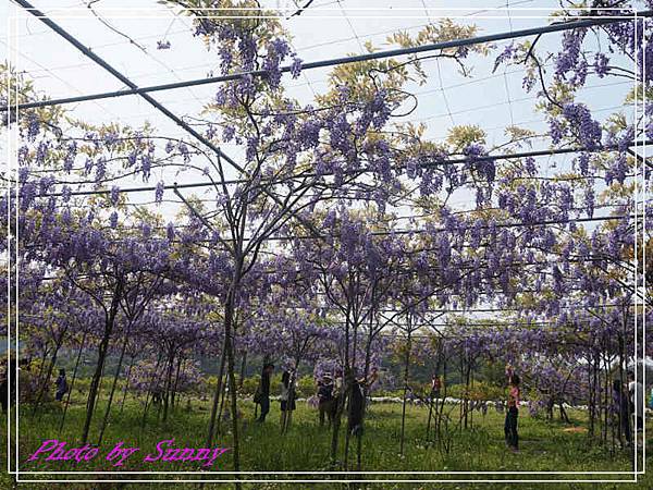 淡水紫藤園16.jpg 淡水紫藤園16.jpg