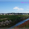 矢勝川彼岸花17.jpg