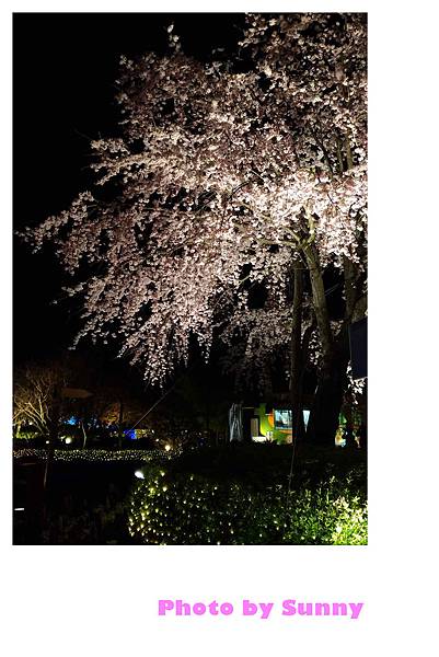 名花之里夜景34.jpg 名花之里夜景34.jpg