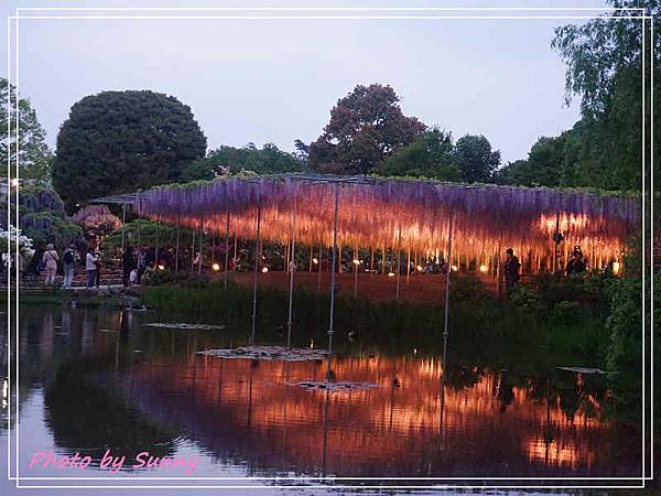 足利花卉公園16.jpg