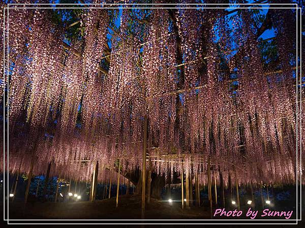 足利花卉公園19.jpg