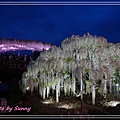 足利花卉公園23.jpg