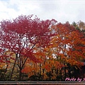 紅櫻公園3.jpg