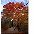 紅櫻公園29.jpg