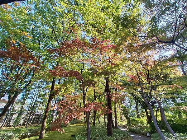 2023冬 日本北陸賞楓行❤福井 養浩館庭園❤