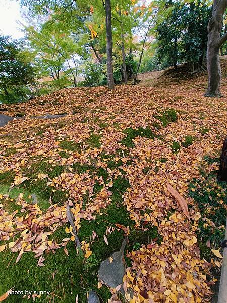 2023冬 日本北陸賞楓行❤石川縣金澤市 兼六園 ❤