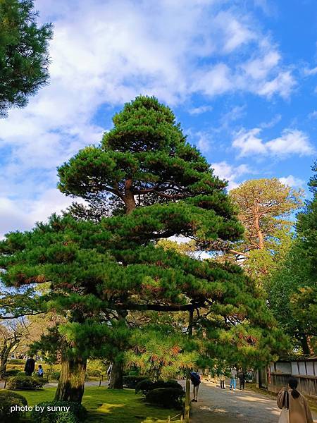 2023冬 日本北陸賞楓行❤石川縣金澤市 兼六園 ❤