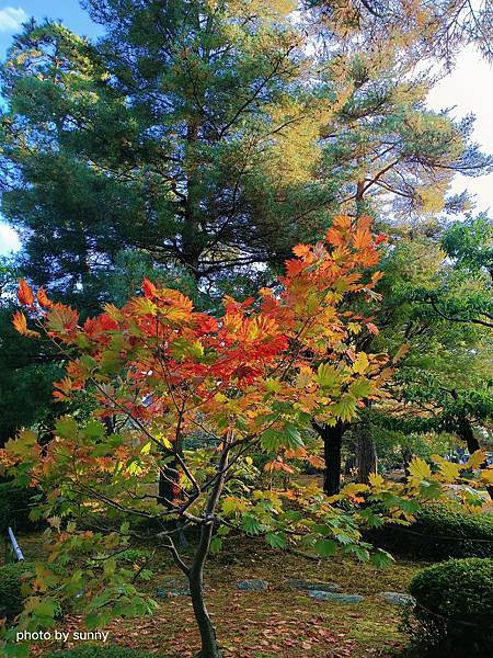 2023冬 日本北陸賞楓行❤石川縣金澤市 兼六園 ❤