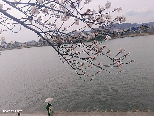 2025春 名古屋賞櫻自由行❤名古屋 犬山城&針綱神社&三光