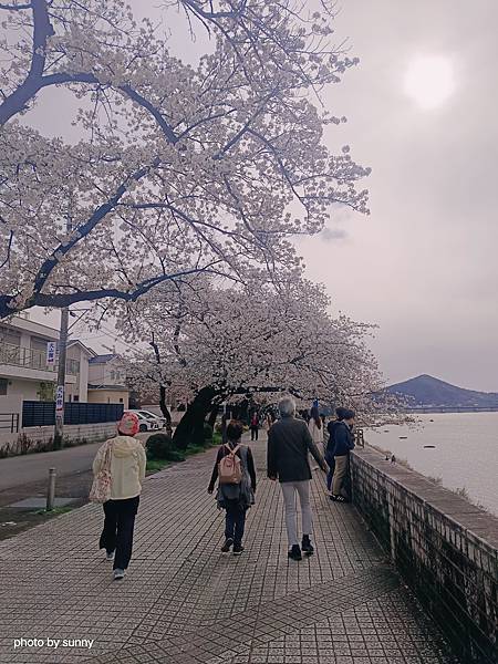 2025春 名古屋賞櫻自由行❤名古屋 犬山城&針綱神社&三光