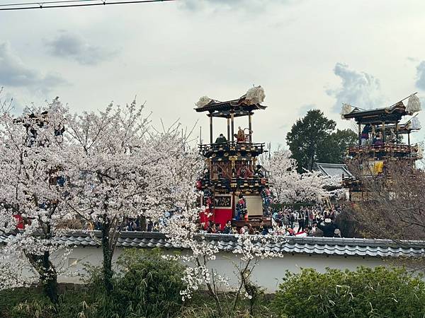2025春 名古屋賞櫻自由行❤名古屋 犬山城犬山祭❤