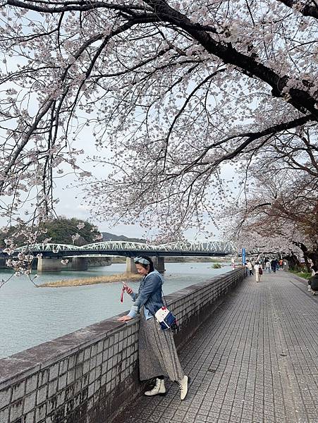 2025春 名古屋賞櫻自由行❤名古屋 犬山城&針綱神社&三光
