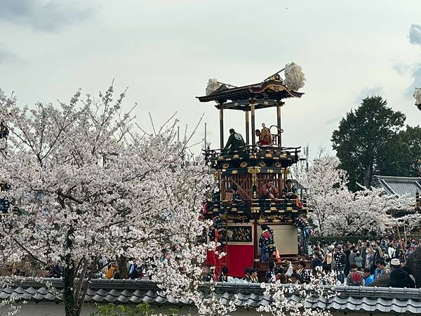 2025春 名古屋賞櫻自由行❤名古屋 犬山城犬山祭❤
