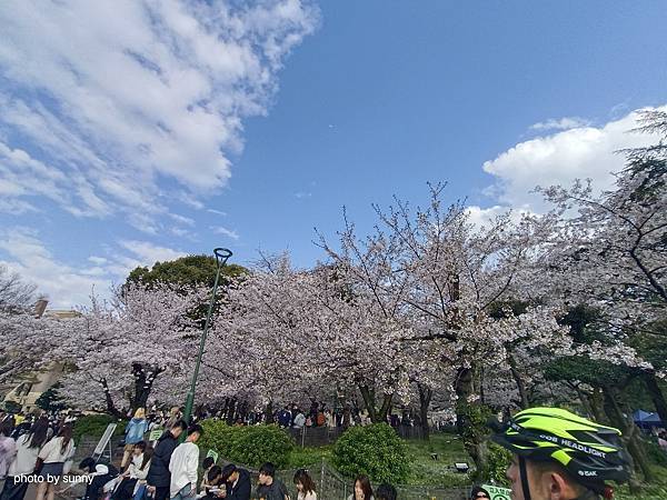 2025春 名古屋賞櫻自由行❤名古屋 鶴舞公園賞櫻❤