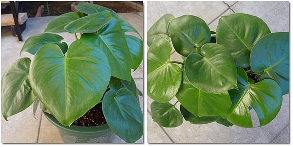 120109 盆栽_心葉蔓綠絨philodendron.jpg