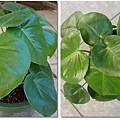 120109 盆栽_心葉蔓綠絨philodendron.jpg