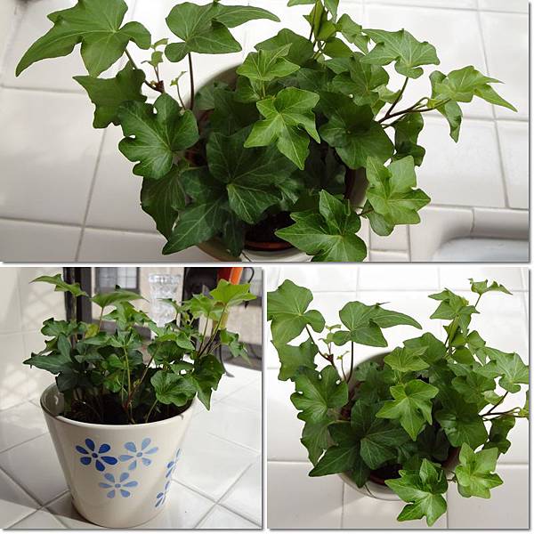 120114 常春藤 Hedera Ivy.jpg