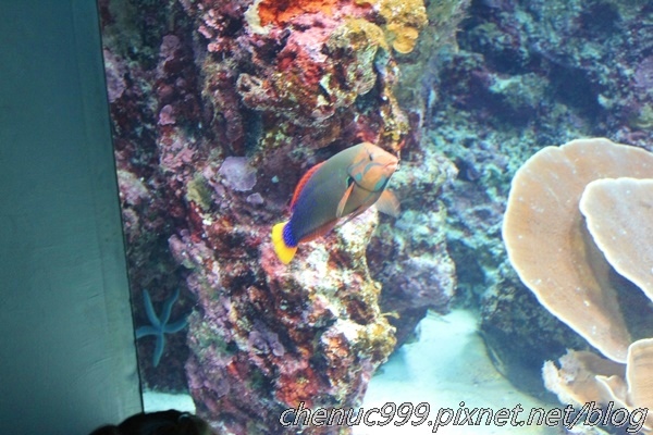 沖繩水族館