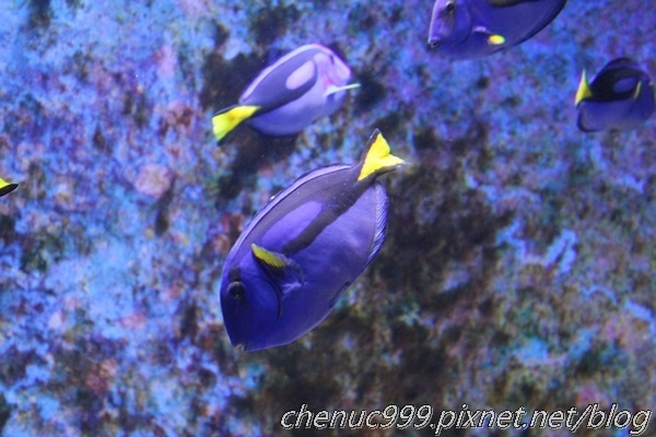 沖繩水族館