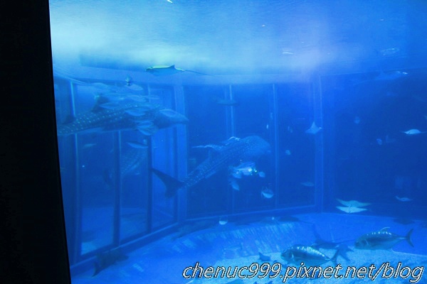 沖繩水族館