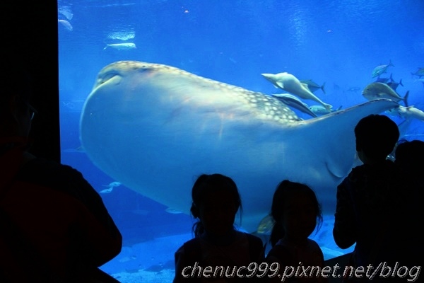 沖繩水族館