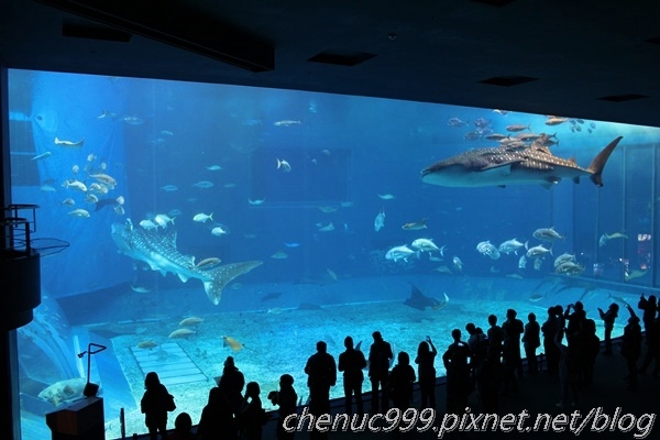 沖繩水族館