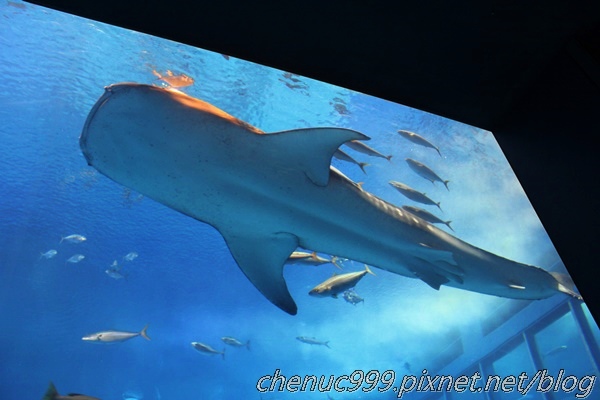 沖繩水族館