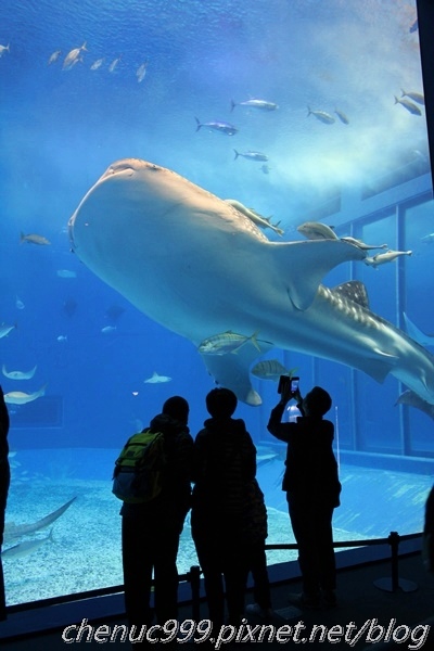 沖繩水族館