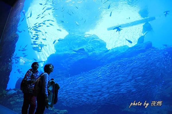 仙台海洋森林水族館