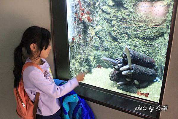 仙台海洋森林水族館