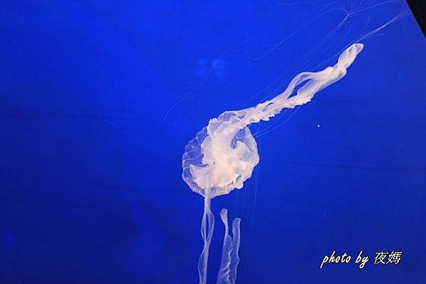 仙台海洋森林水族館